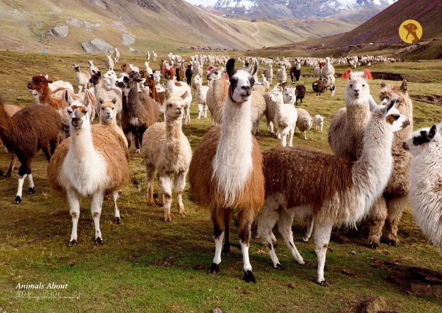 Best Farm Animals to Keep on Your Farm