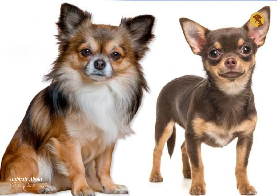 Best Dog Breeds for Families: Top 21 Dog Breed Picks