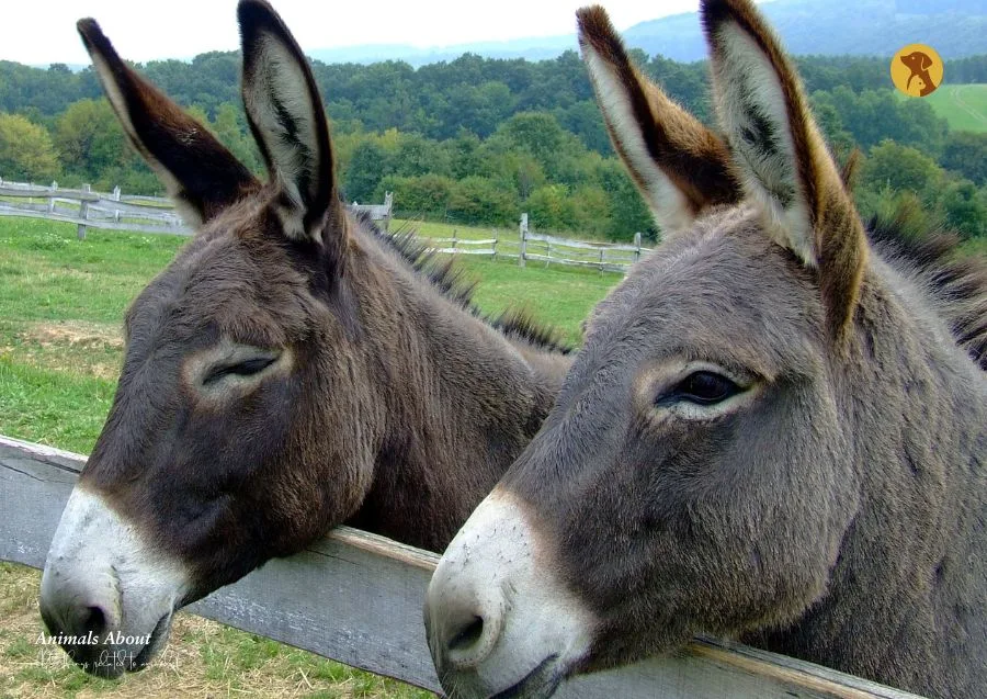 Best Farm Animals to Keep on Your Farm