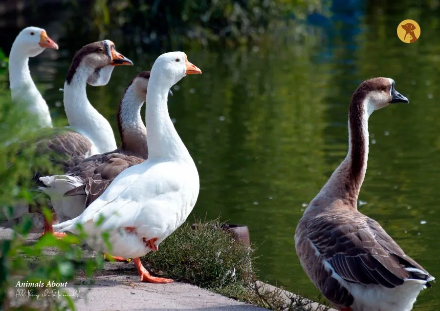 Best Farm Animals to Keep on Your Farm