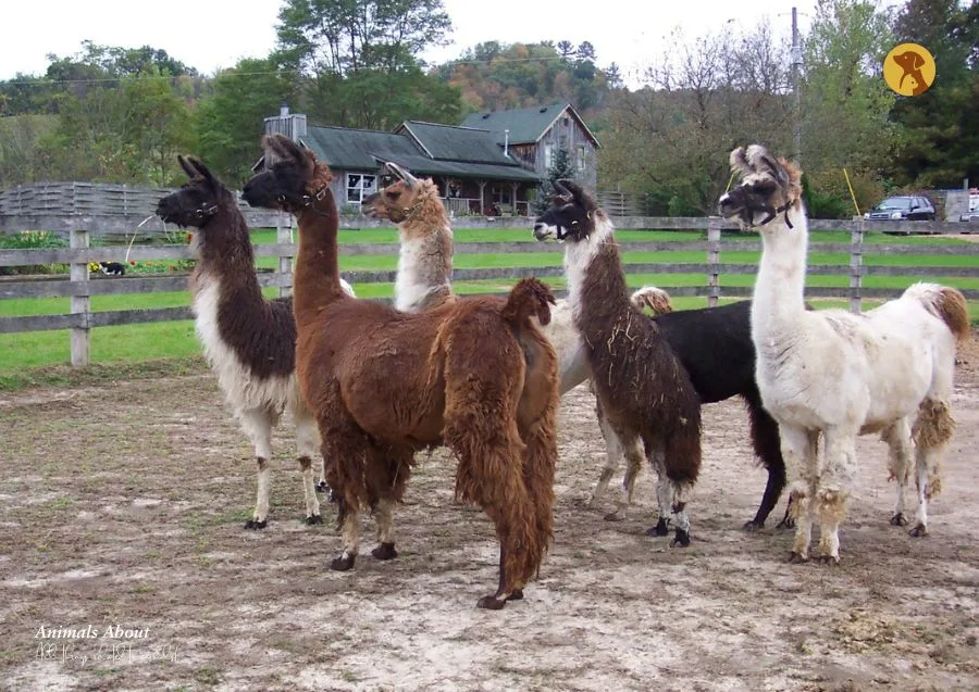 Best Farm Animals to Keep on Your Farm