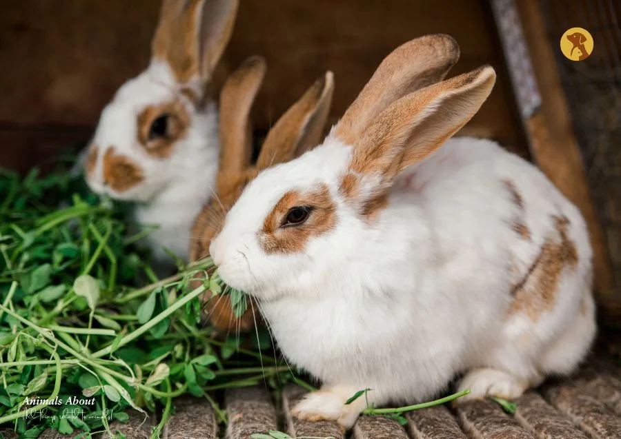 Best Farm Animals to Keep on Your Farm