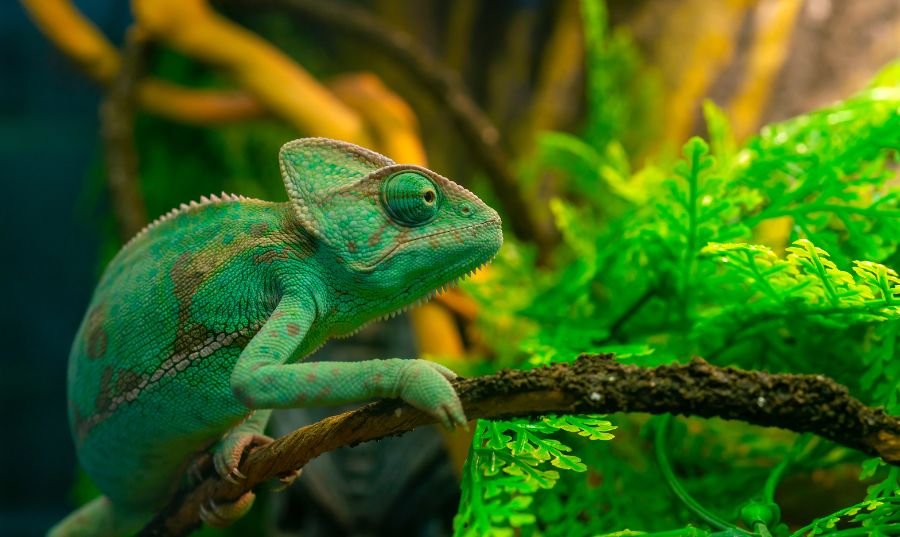 Best Exotic Animals Pet: 60 Unique Pets for You