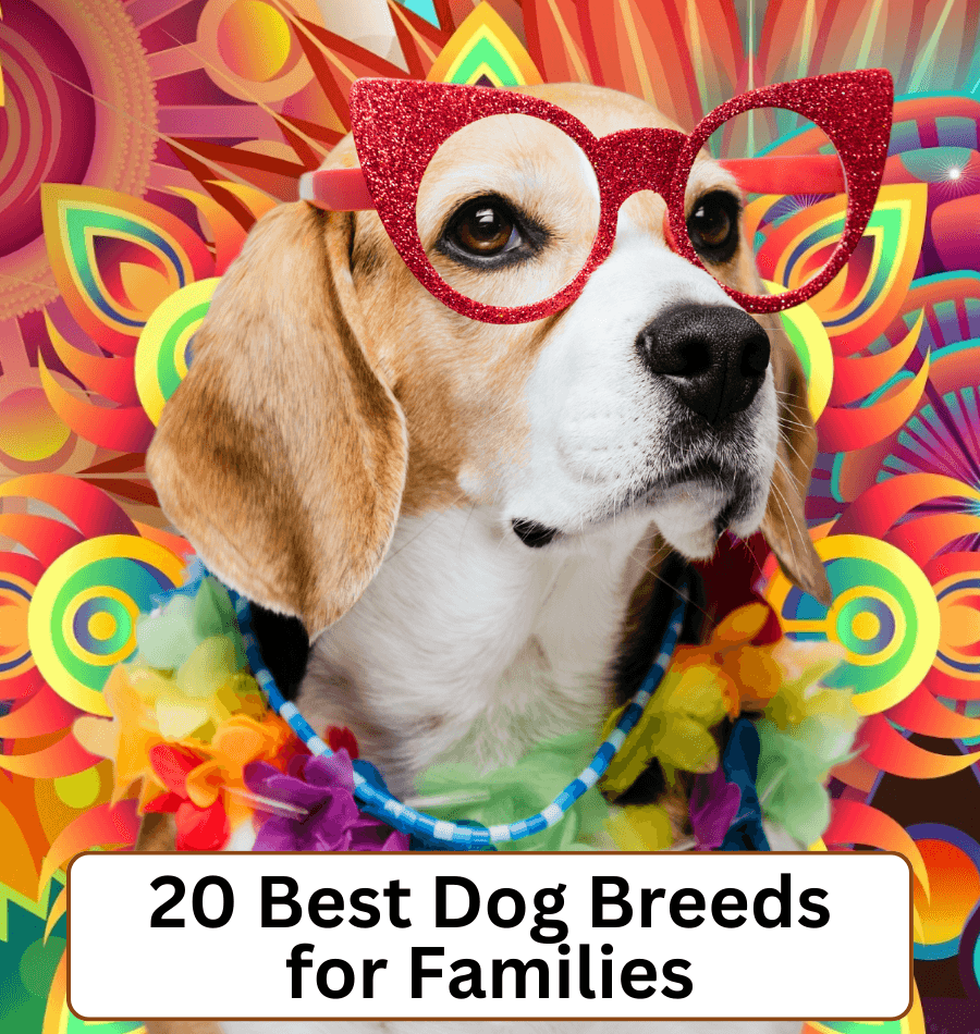 Animals About - All Things About Animals!