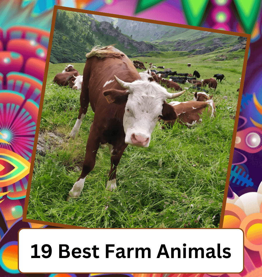 Animals About - All Things About Animals!