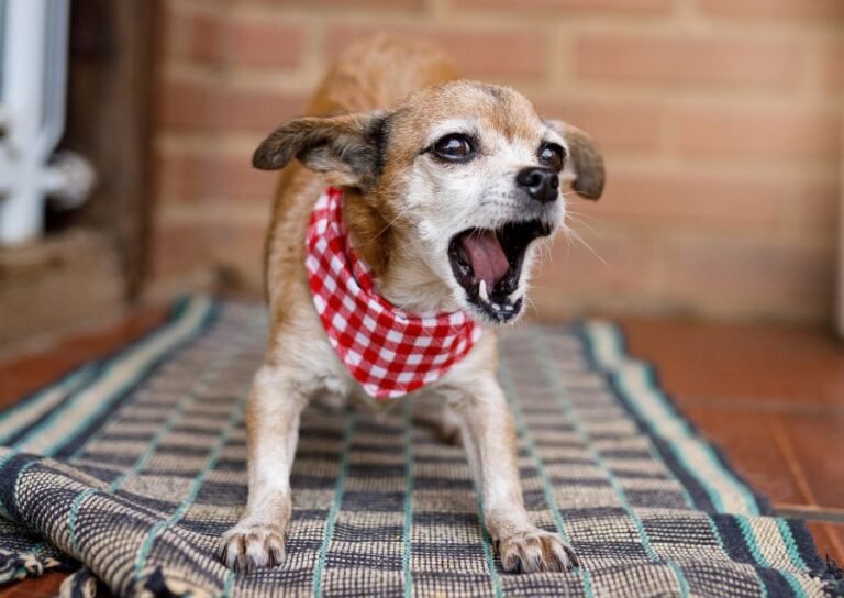 Why Does My Dog Bark at Night? (How to Fix It)