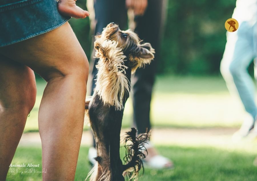 How to Stop My Dog from Jumping on Guests: A Complete Guide