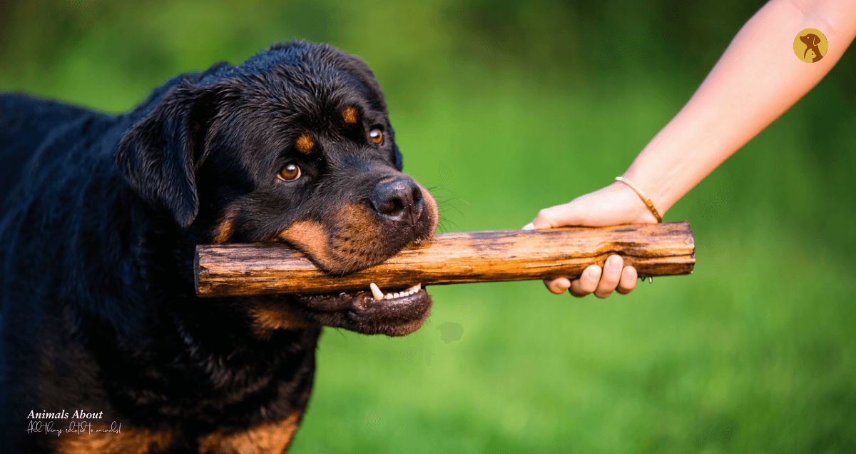 How to Stop Dog Aggression: A Comprehensive Guide to Managing and Understanding Aggressive Dog Behavior