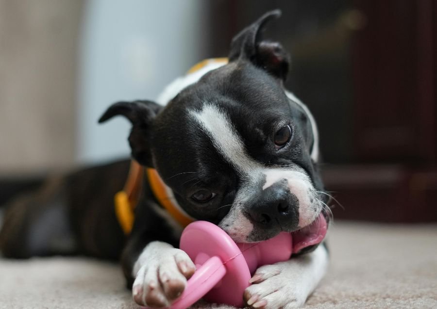 Stop Dog Chewing: Tips to Protect Your Home & Belongings