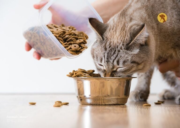 Cat Daily Feeding Guide: Age & Weight Tips