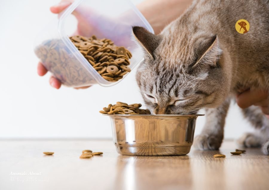 Cat Daily Feeding Guide: Age & Weight Tips