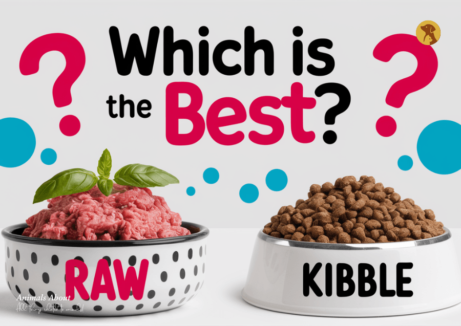 Raw vs Kibble Dog Food – What’s Best for Dogs?