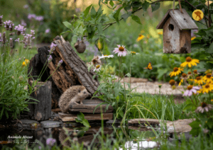 wildlife garden