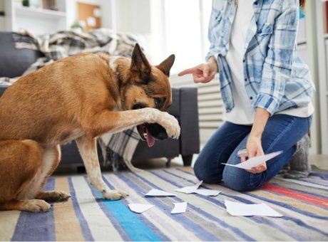 Animal Behavior