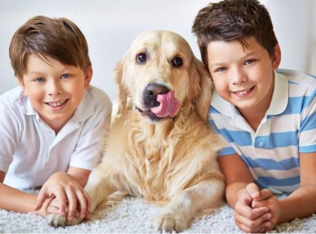 Animal Lovers DP