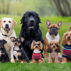 Discover the best dog breeds for beginners that make loving and manageable pets