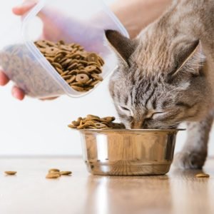 Cat Daily Feeding Guide: Age & Weight Tips