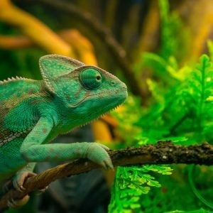 Top 60 Best Exotic Animal Pets: Unique Pets You Can Own