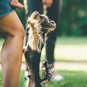 How to Stop My Dog from Jumping on Guests: A Complete Guide