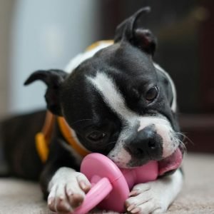 How to stop a dog from chewing everything in the house