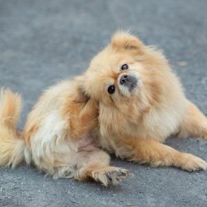 Home Remedies for Pet Itchy Skin