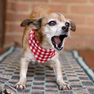 Why Does My Dog Bark at Night? (How to Fix It)