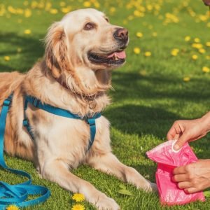 Establishing a daily routine to potty train a rescue dog effectively