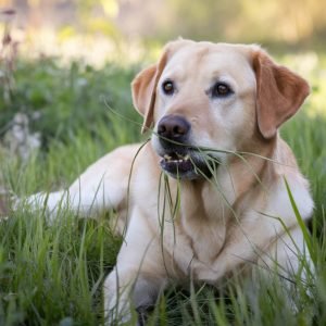 Many dogs eat grass occasionally, which may lead to vomiting or signal an underlying issue.