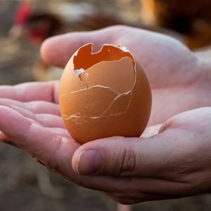 Soft-shelled eggs are often the first sign of a nutritional deficiency in laying hens.